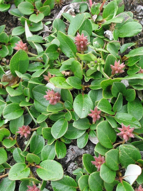 Salix nivalis 